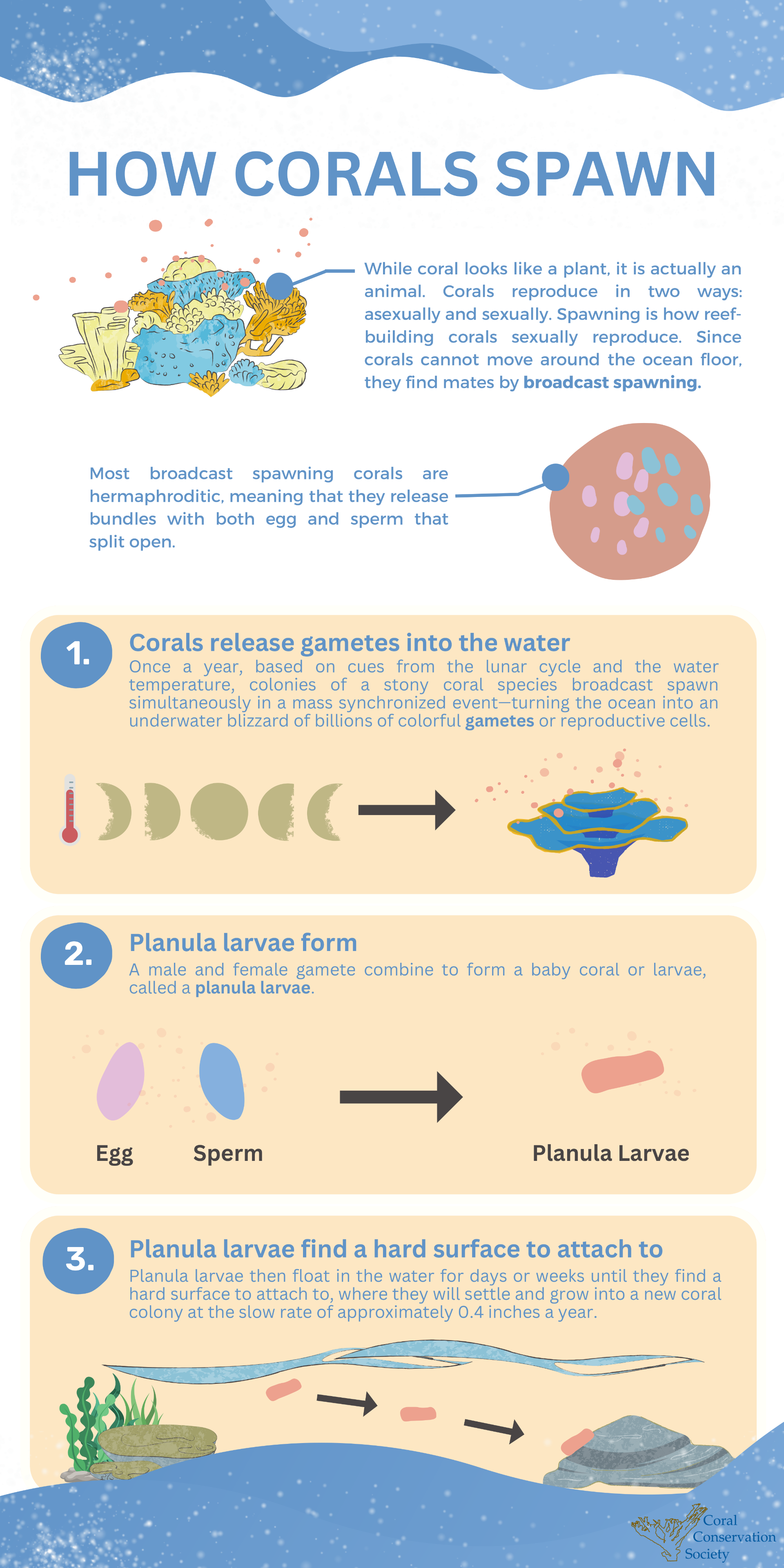 Coral Spawning Infographic